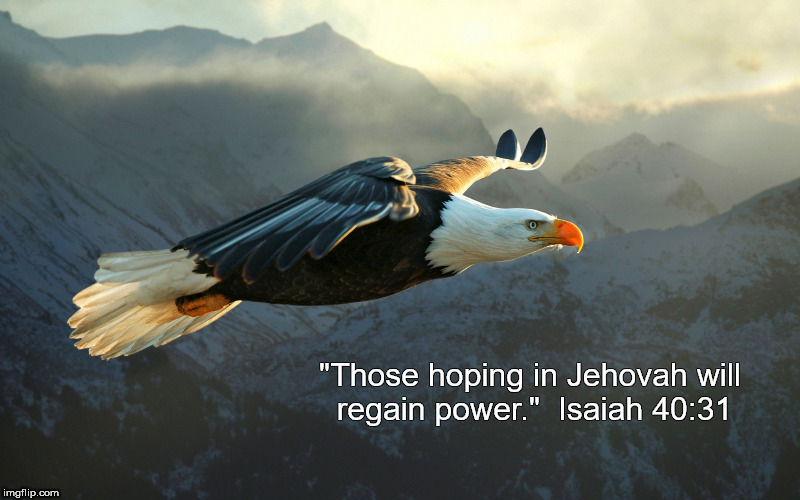 "Those hoping in Jehovah will regain power."  Isaiah 40:31 | image tagged in eagle wallpaper | made w/ Imgflip meme maker