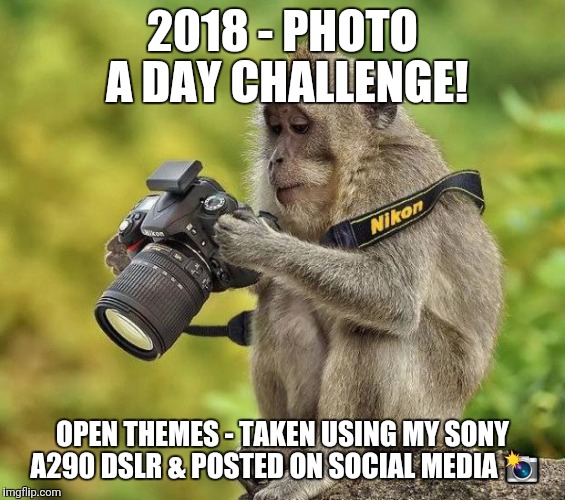 Photographer monkey | 2018 - PHOTO A DAY CHALLENGE! OPEN THEMES - TAKEN USING MY SONY A290 DSLR & POSTED ON SOCIAL MEDIA 📸 | image tagged in photographer monkey | made w/ Imgflip meme maker