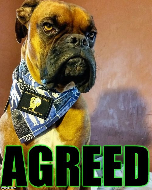 Grumpy Dog | AGREED | image tagged in grumpy dog | made w/ Imgflip meme maker