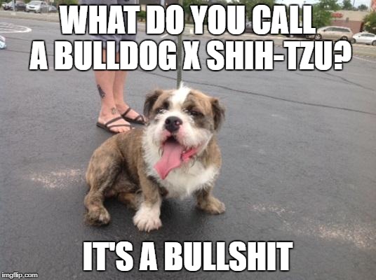 What you can call a Bulldog x Shih Tzu | WHAT DO YOU CALL A BULLDOG X SHIH-TZU? IT'S A BULLSHIT | image tagged in bulldog x shih-tzu | made w/ Imgflip meme maker