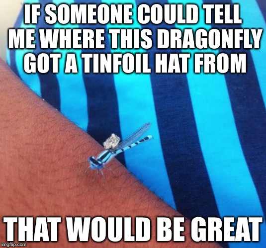 IF SOMEONE COULD TELL ME WHERE THIS DRAGONFLY GOT A TINFOIL HAT FROM; THAT WOULD BE GREAT | image tagged in memes,funny,tinfoil hat,that would be great | made w/ Imgflip meme maker
