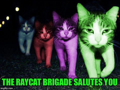 Wrong Neighborhood RayCats | THE RAYCAT BRIGADE SALUTES YOU | image tagged in wrong neighborhood raycats | made w/ Imgflip meme maker