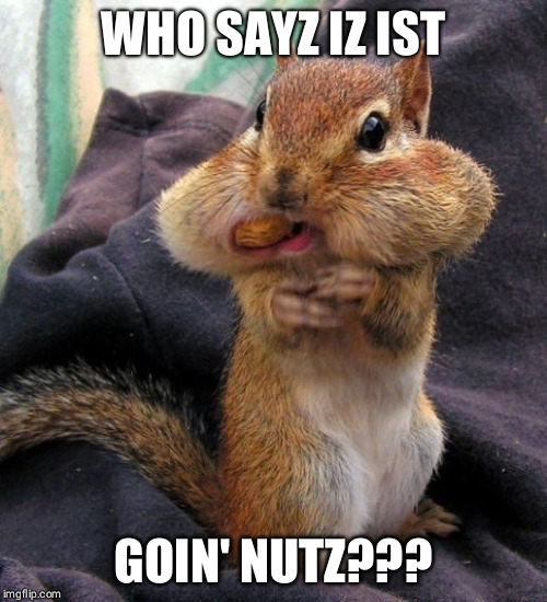 Nutty Squirrel | WHO SAYZ IZ IST; GOIN' NUTZ??? | image tagged in nutty squirrel | made w/ Imgflip meme maker