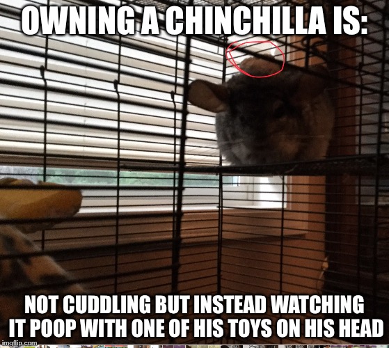 My pet chinchilla | OWNING A CHINCHILLA IS:; NOT CUDDLING BUT INSTEAD WATCHING IT POOP WITH ONE OF HIS TOYS ON HIS HEAD | image tagged in memes | made w/ Imgflip meme maker