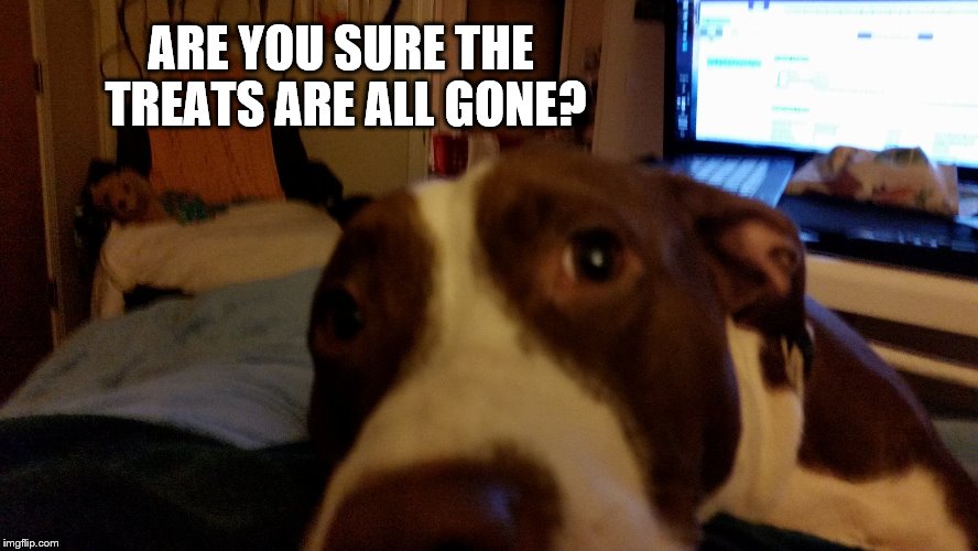 Looking for treats | ARE YOU SURE THE TREATS ARE ALL GONE? | image tagged in got treats,funny dog memes,dog memes | made w/ Imgflip meme maker