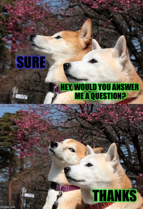 Bad pun dogs | SURE; HEY, WOULD YOU ANSWER ME A QUESTION? THANKS | image tagged in bad pun dogs | made w/ Imgflip meme maker