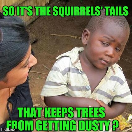 Hey, Would I Lie ?! | SO IT'S THE SQUIRRELS' TAILS; THAT KEEPS TREES FROM GETTING DUSTY ? | image tagged in memes,third world skeptical kid | made w/ Imgflip meme maker