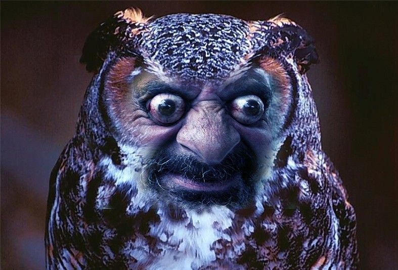 Ugly Owl Blank Meme Template