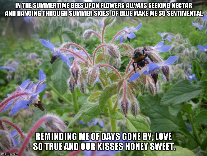 Honey Sweet Love | IN THE SUMMERTIME BEES UPON FLOWERS ALWAYS SEEKING NECTAR AND DANCING THROUGH SUMMER SKIES  OF BLUE MAKE ME SO SENTIMENTAL. REMINDING ME OF DAYS GONE BY, LOVE SO TRUE AND OUR KISSES HONEY SWEET. | image tagged in flowers,bees,love,honey,summer,kisses | made w/ Imgflip meme maker