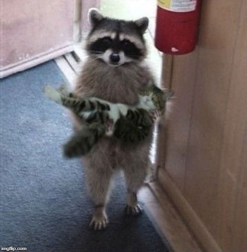 raccoon carrying cat Blank Meme Template