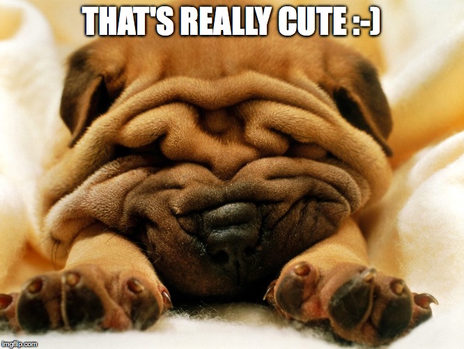 sleepy shar pei puppy | THAT'S REALLY CUTE :-) | image tagged in sleepy shar pei puppy | made w/ Imgflip meme maker