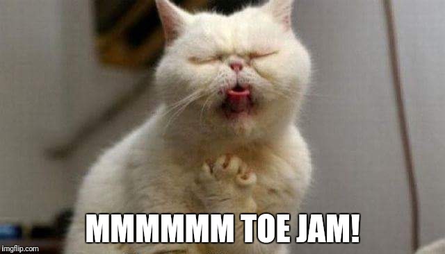 Toe jam! | MMMMMM TOE JAM! | image tagged in funny cat,toe jam | made w/ Imgflip meme maker