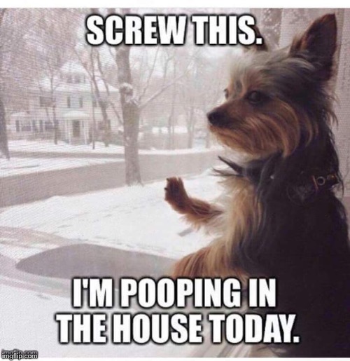 Too cold | image tagged in dog memes,cold weather | made w/ Imgflip meme maker