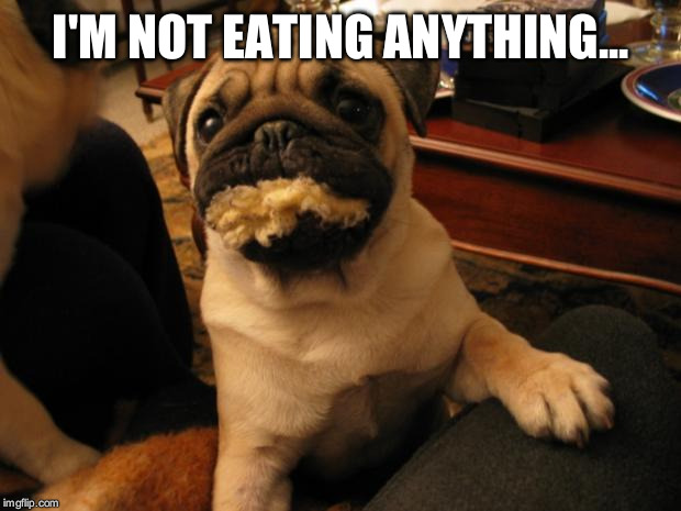Guilty Dog | I'M NOT EATING ANYTHING... | image tagged in guilty dog,eating,animal | made w/ Imgflip meme maker