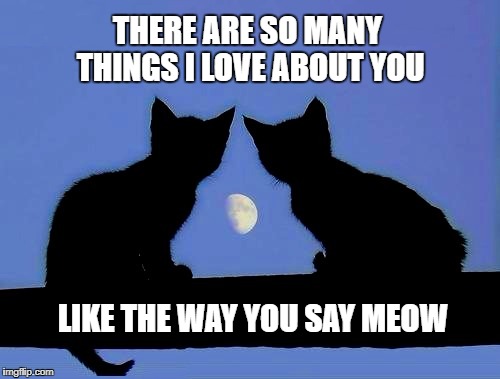 THERE ARE SO MANY THINGS I LOVE ABOUT YOU; LIKE THE WAY YOU SAY MEOW | image tagged in cats,love,i love you,i love cats,meow | made w/ Imgflip meme maker