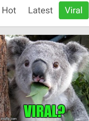 Surprised Koala is surprised | VIRAL? | image tagged in surprised koala,viral meme,imgflip,upgrade | made w/ Imgflip meme maker