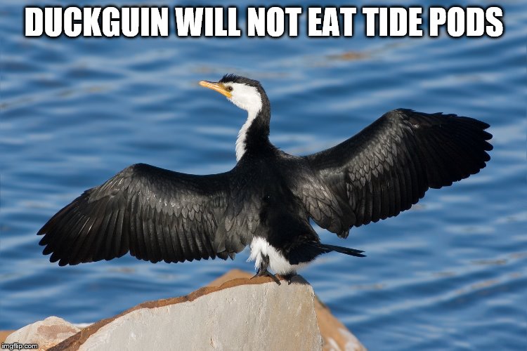 Duckguin | DUCKGUIN WILL NOT EAT TIDE PODS | image tagged in duckguin | made w/ Imgflip meme maker