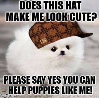 This is a cute puppy. | DOES THIS HAT MAKE ME LOOK CUTE? PLEASE SAY YES YOU CAN HELP PUPPIES LIKE ME! | image tagged in memes,kermit the frog | made w/ Imgflip meme maker