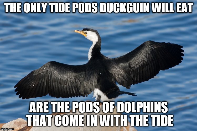 Duckguin | THE ONLY TIDE PODS DUCKGUIN WILL EAT; ARE THE PODS OF DOLPHINS THAT COME IN WITH THE TIDE | image tagged in duckguin | made w/ Imgflip meme maker