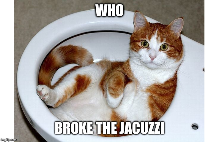 Funny Cat | WHO; BROKE THE JACUZZI | image tagged in funny cat | made w/ Imgflip meme maker