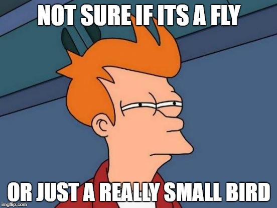 Futurama Fry | NOT SURE IF ITS A FLY; OR JUST A REALLY SMALL BIRD | image tagged in memes,futurama fry | made w/ Imgflip meme maker