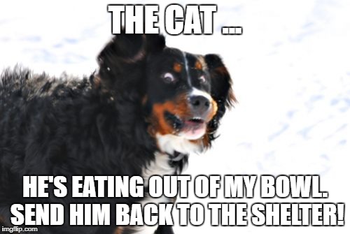 Crazy Dawg | THE CAT ... HE'S EATING OUT OF MY BOWL. SEND HIM BACK TO THE SHELTER! | image tagged in memes,crazy dawg | made w/ Imgflip meme maker