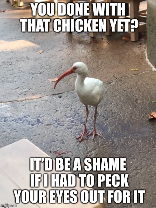 Hungry Ibis  | YOU DONE WITH THAT CHICKEN YET? IT’D BE A SHAME IF I HAD TO PECK YOUR EYES OUT FOR IT | image tagged in ibis,hungry,chicken | made w/ Imgflip meme maker