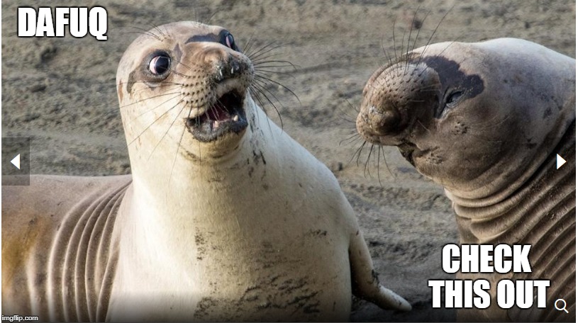 upside down seal | DAFUQ; CHECK THIS OUT | image tagged in seal | made w/ Imgflip meme maker