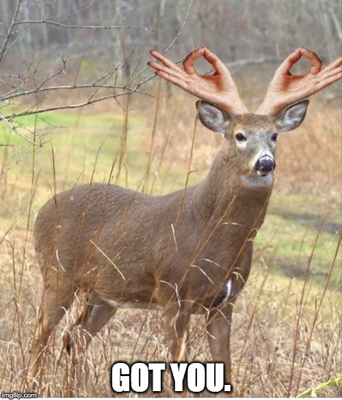 Don't lie. | GOT YOU. | image tagged in circle game,deer,punch | made w/ Imgflip meme maker