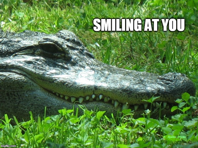 SMILING AT YOU | image tagged in smiling at you | made w/ Imgflip meme maker