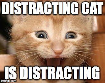 Excited Cat Meme | DISTRACTING CAT; IS DISTRACTING | image tagged in memes,excited cat | made w/ Imgflip meme maker