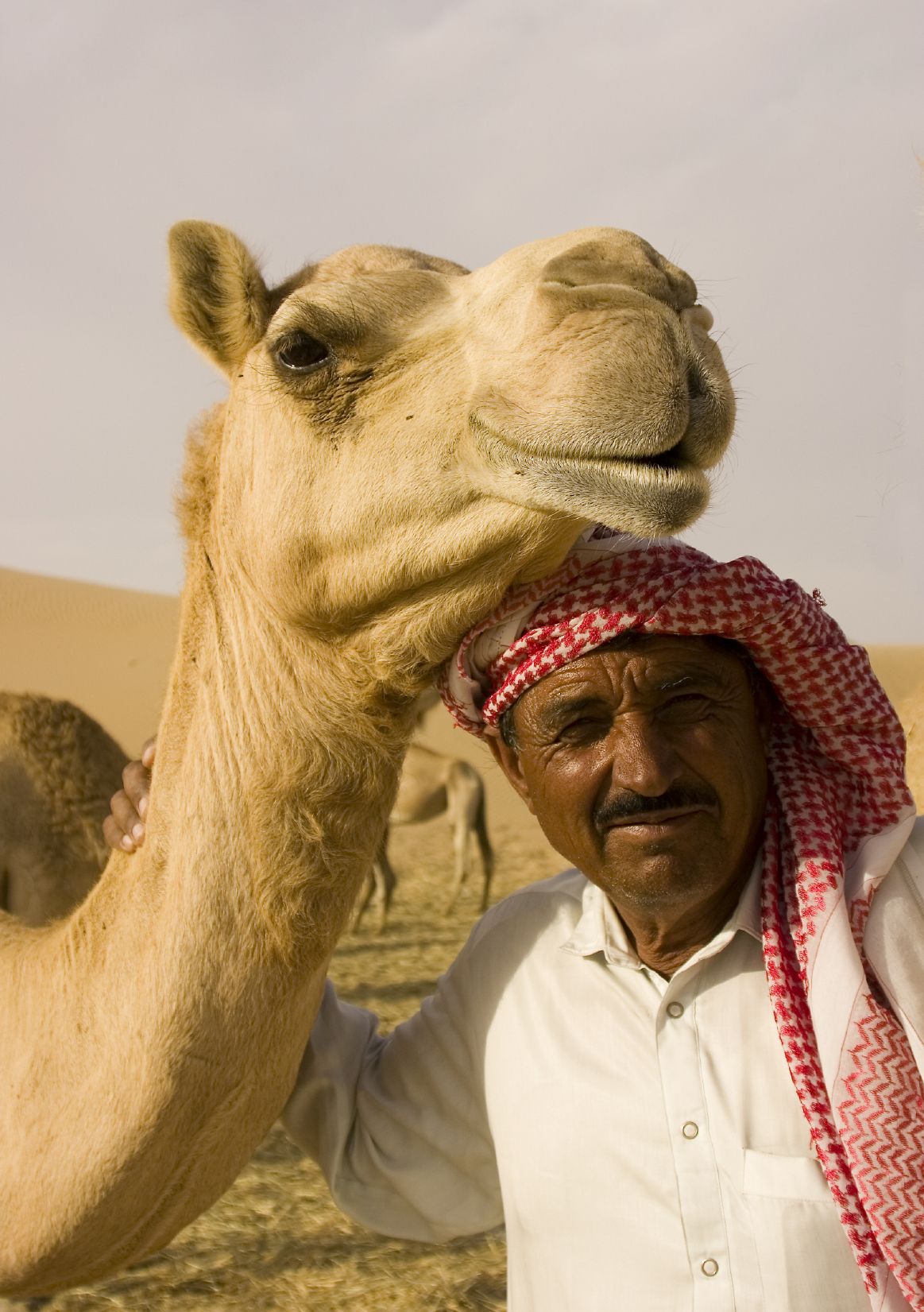 Arab with camel Blank Meme Template