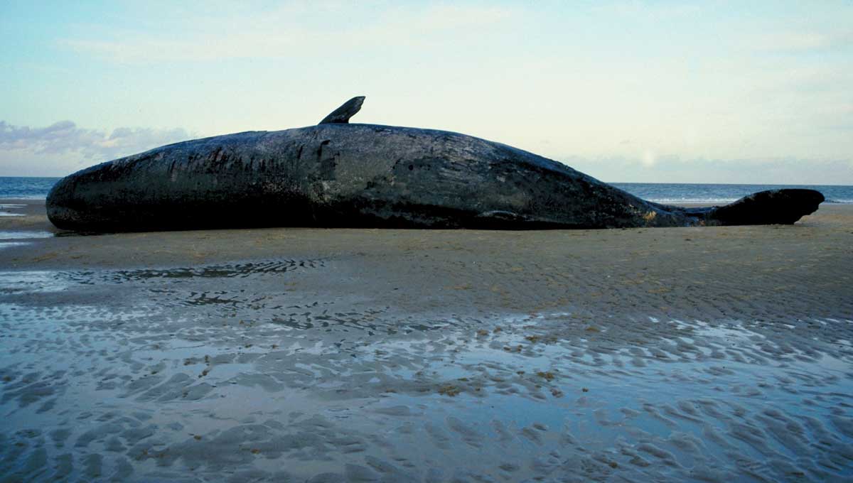 High Quality beached whale Blank Meme Template