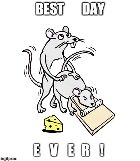 Rat screwed | BEST       DAY; E    V    E   R    ! | image tagged in rat screwed | made w/ Imgflip meme maker