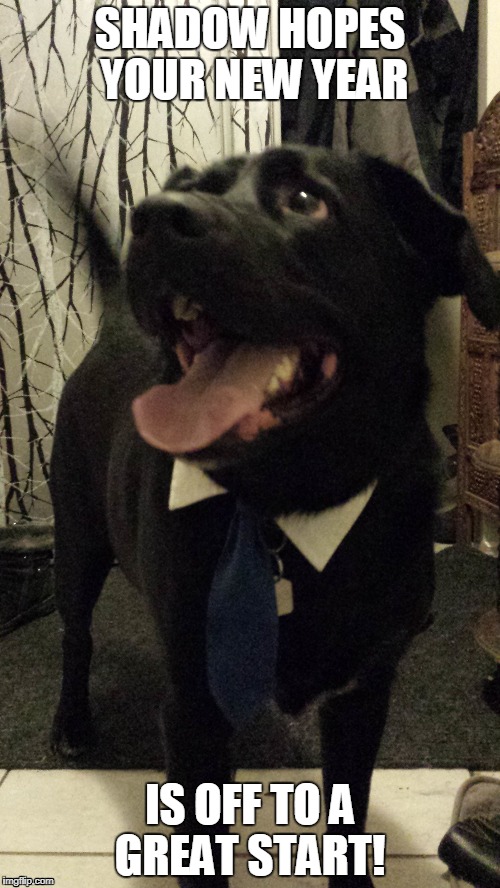 SHADOW HOPES YOUR NEW YEAR; IS OFF TO A GREAT START! | image tagged in dog,tie | made w/ Imgflip meme maker