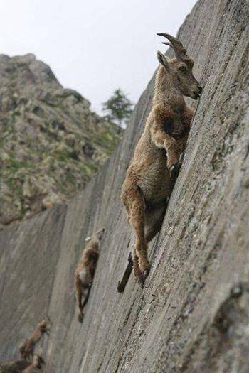 Goat climbing Blank Meme Template