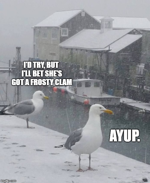Mainer Gulls | I'D TRY, BUT I'LL BET SHE'S GOT A FROSTY CLAM; AYUP. | image tagged in mainer gulls | made w/ Imgflip meme maker