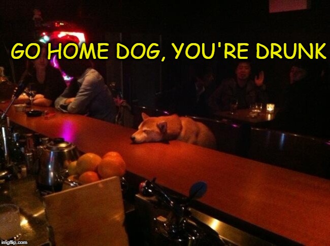 Doggy hangover |  GO HOME DOG, YOU'RE DRUNK | image tagged in drunk dog,dogs,you're drunk | made w/ Imgflip meme maker