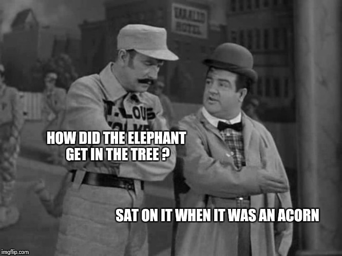 Abbott and Costello | HOW DID THE ELEPHANT GET IN THE TREE ? SAT ON IT WHEN IT WAS AN ACORN | image tagged in abbott and costello | made w/ Imgflip meme maker