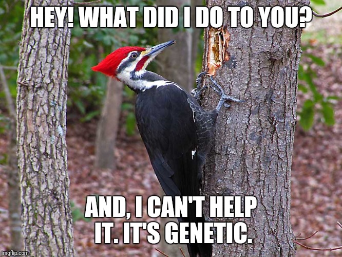 HEY! WHAT DID I DO TO YOU? AND, I CAN'T HELP IT. IT'S GENETIC. | made w/ Imgflip meme maker