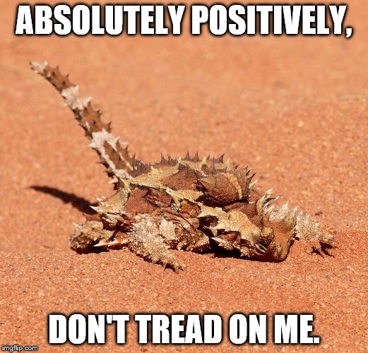 ABSOLUTELY POSITIVELY, DON'T TREAD ON ME. | image tagged in thorny devil | made w/ Imgflip meme maker