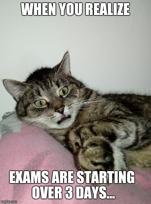 WHEN YOU REALIZE; EXAMS ARE STARTING OVER 3 DAYS... | image tagged in cat,grumpy cat,styx,roommates,student,exams | made w/ Imgflip meme maker