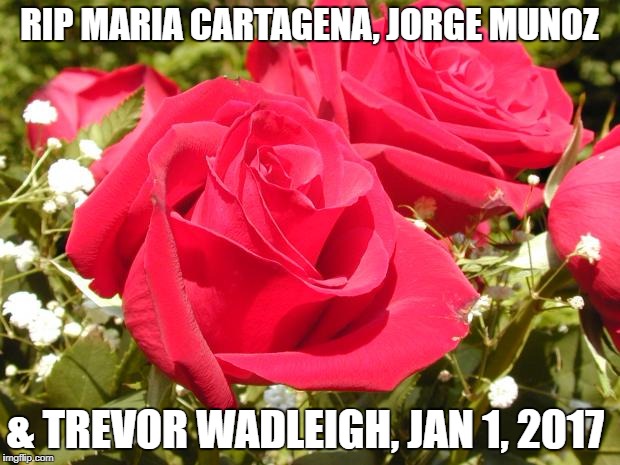 Roses | RIP MARIA CARTAGENA, JORGE MUNOZ; & TREVOR WADLEIGH, JAN 1, 2017 | image tagged in roses | made w/ Imgflip meme maker