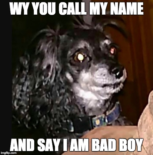 only call me for treats | WY YOU CALL MY NAME; AND SAY I AM BAD BOY | image tagged in y doggo,betrayal,confusion,dog,crazy eyes,huh | made w/ Imgflip meme maker