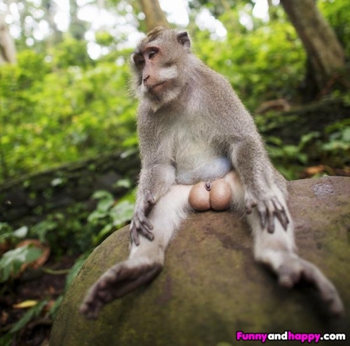 monkey scratching balls