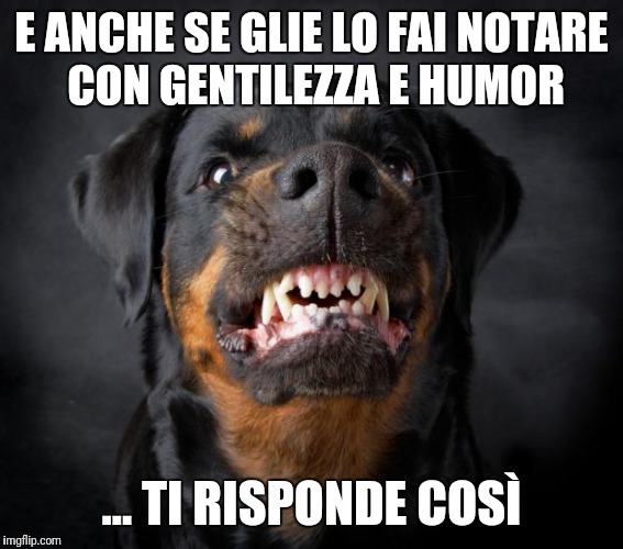 dog growl | E ANCHE SE GLIE LO FAI NOTARE CON GENTILEZZA E HUMOR; ... TI RISPONDE COSÌ | image tagged in dog growl | made w/ Imgflip meme maker