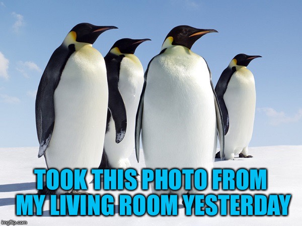 TOOK THIS PHOTO FROM MY LIVING ROOM YESTERDAY | image tagged in group of penguins | made w/ Imgflip meme maker