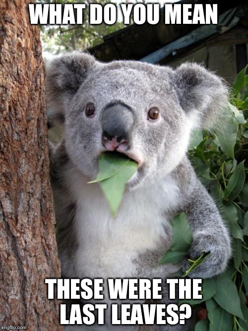 Surprised Koala | WHAT DO YOU MEAN; THESE WERE THE LAST LEAVES? | image tagged in memes,surprised koala | made w/ Imgflip meme maker