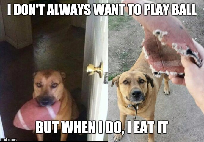 My crazy dog | I DON'T ALWAYS WANT TO PLAY BALL; BUT WHEN I DO, I EAT IT | image tagged in memes,funny meme,funny dogs,dogs,red baron,justjeff | made w/ Imgflip meme maker