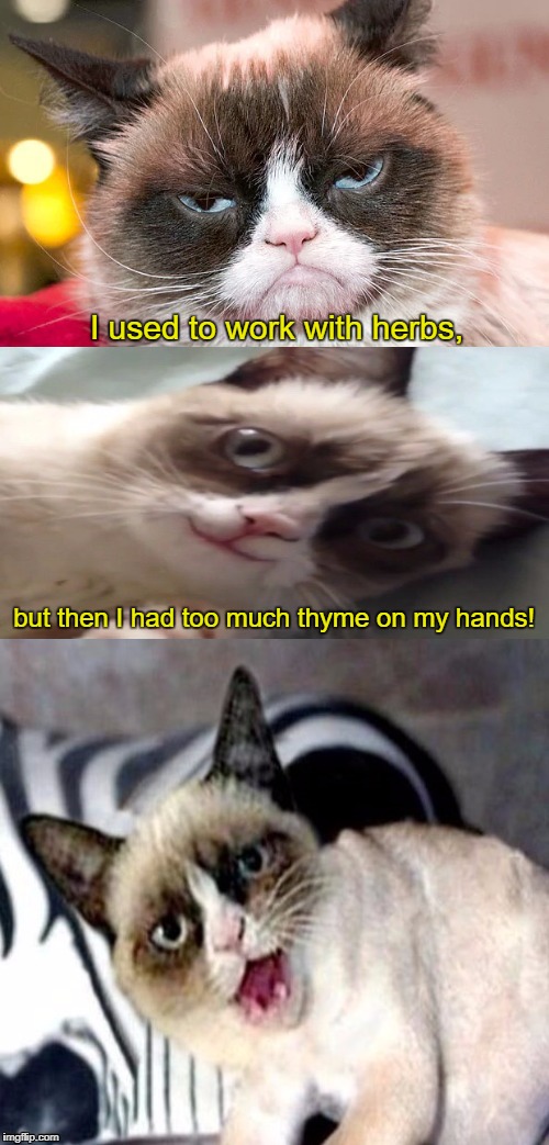 Bad Pun Grumpy Cat | I used to work with herbs, but then I had too much thyme on my hands! | image tagged in bad pun grumpy cat,grumpy cat,memes | made w/ Imgflip meme maker